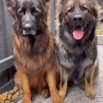 Two cute German shepherds