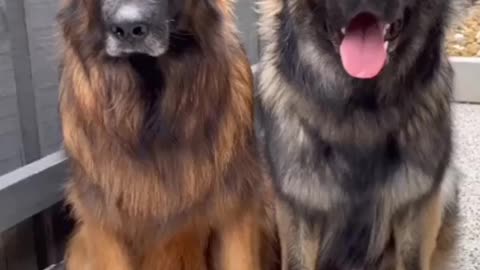 Two cute German shepherds