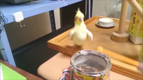 she's my birb