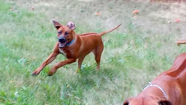 Smart Dogs Don't Mess With Red Cap Mushrooms