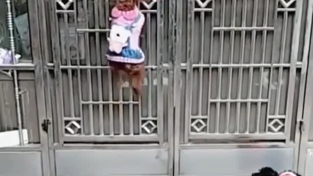 Smart Dogs Know How to Open Doors