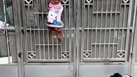 Smart Dogs Know How to Open Doors