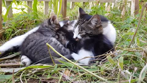 cat with baby