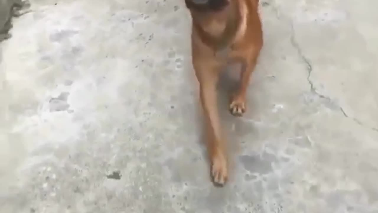 Dog funny video 😂😂😂