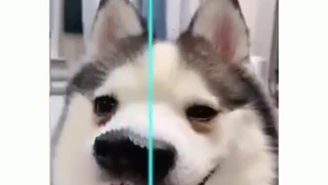 Funny dog videos