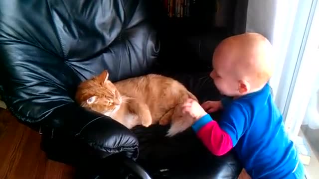 Cat fights with baby it's soo funny