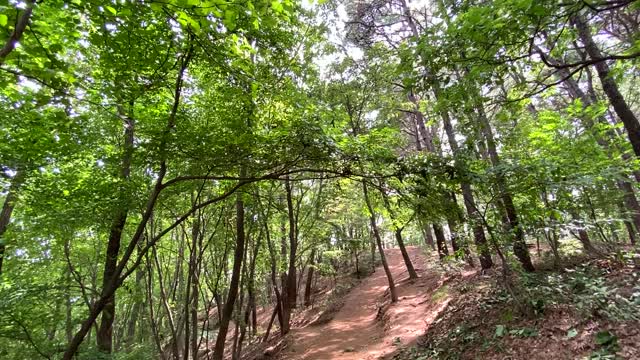 Forest landscape on a summer day