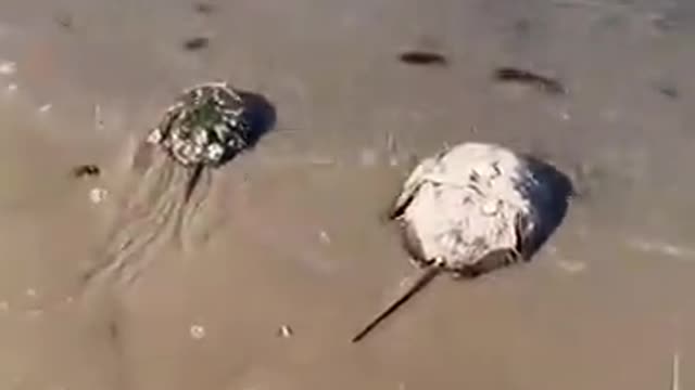 HorseShoe Crab is used to test Covid Vaccine