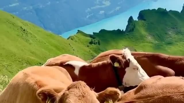 Great place to live: Switzerland!