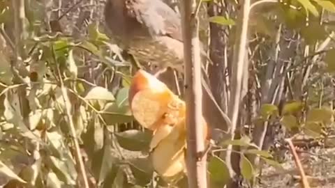 Beautiful https://rumble.com/upload.php#birds in the jungle