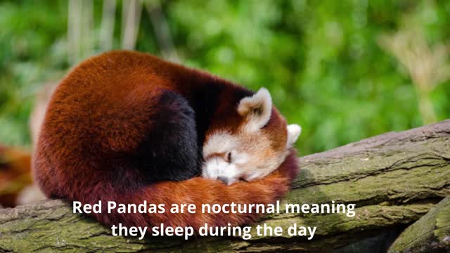 Interesting Facts About Red Panda