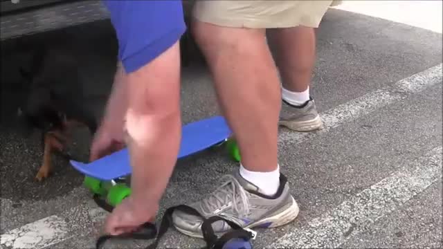 How To Make Dog Become Aggressive instantly With Few Simple Tips l