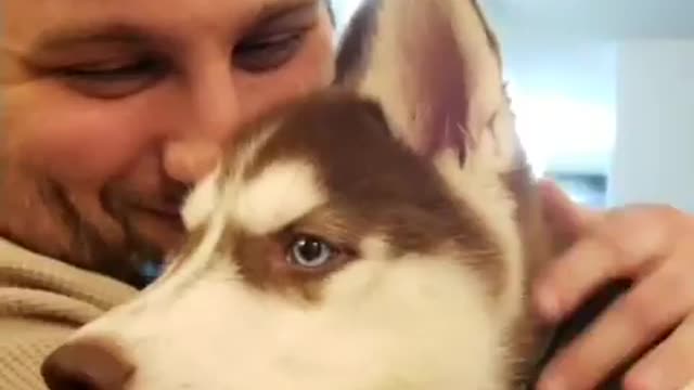 Stubborn Husky Dog Videos 😁😇 Best Funny Animal Videos 2022 😺 Funny Dog Videos 2022 😁