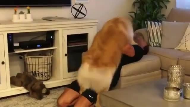 Cute golden retriever playing hide and seek