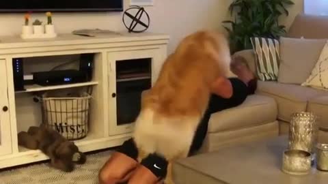 Cute golden retriever playing hide and seek