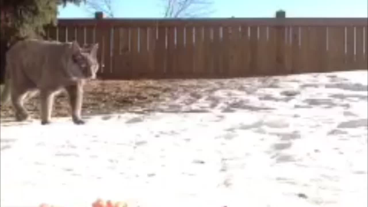 Funny reactions magpie birds on food