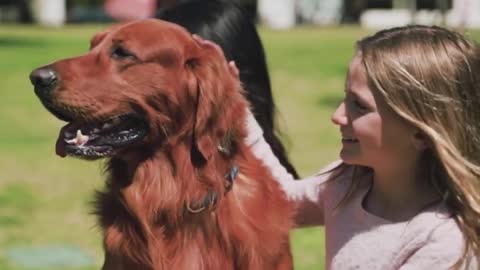 Dog Training video 🐶 - Funny Dog Video - Dog Love - #shorts​ #CuteDog​ #Dogshort​ #DogTrainingShort​