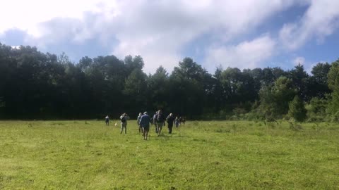 A group of hikers walk in a field towards the woods away from the camera with a couple of dogs