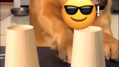 Funny and smart dog