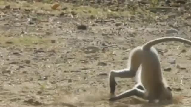 Very funniest monkey