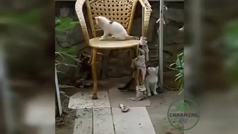 Cute & funny animals 😍, funny pets 😂