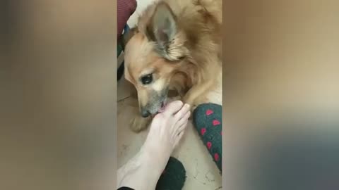 La la dog podiatrist 🐶🦶