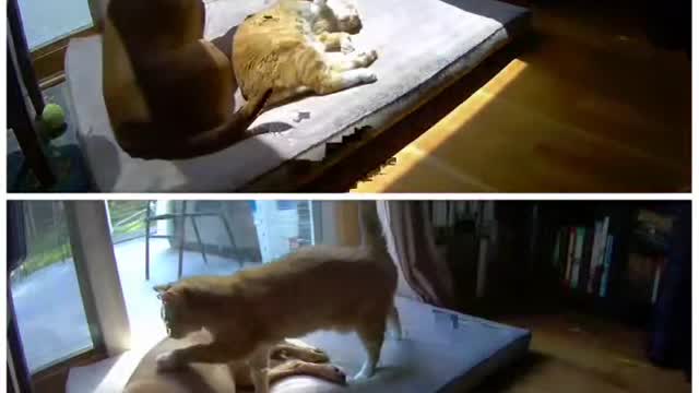 A video analysis of the difference between Dog joining Cat and Cat joining Dog