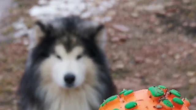 CUTE PUPPY EATING THE BALL