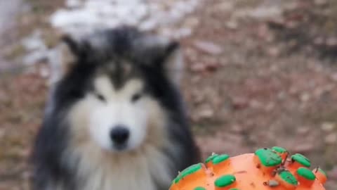 CUTE PUPPY EATING THE BALL