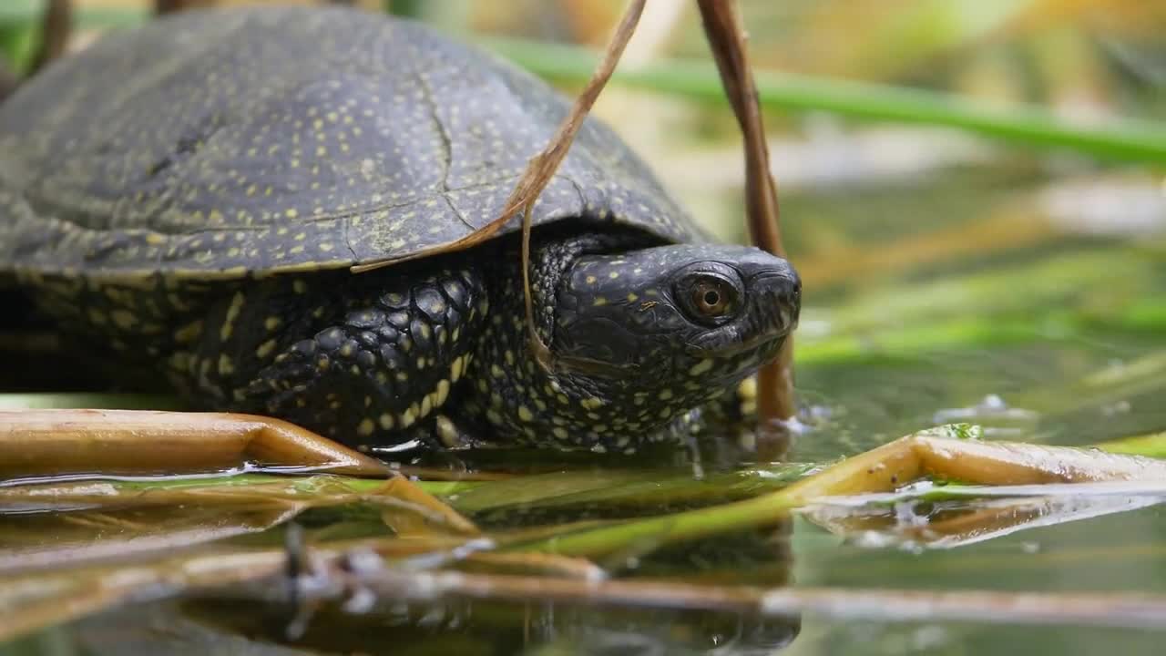 A turtle feels frightened and in danger and goes back into water