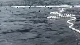 Sharks Eating Salmon Caught in Nets