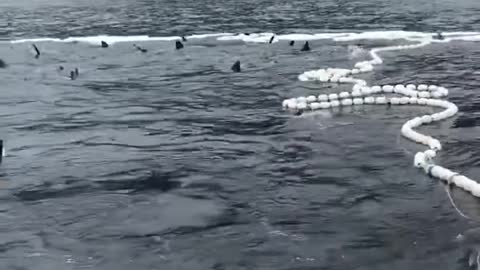 Sharks Eating Salmon Caught in Nets