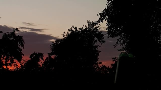 The sun, trees, beauty.