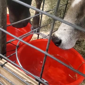 Miniature Cow Licking Water