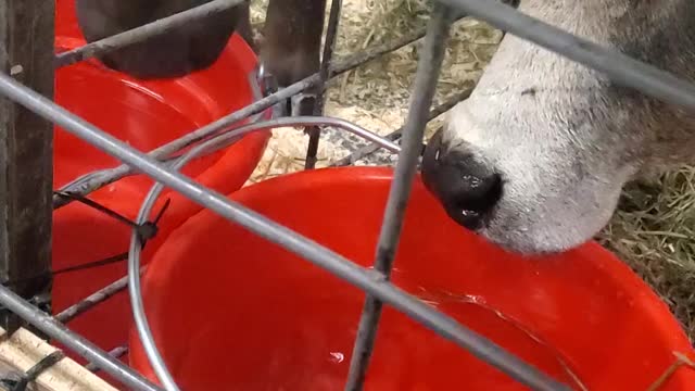 Miniature Cow Licking Water