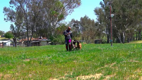 Dog Psych 101