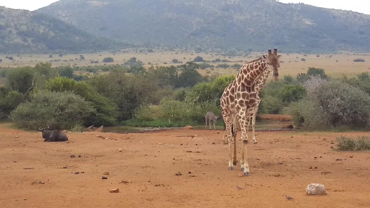 Giraffe in Pilanesberg National Park in South Africa