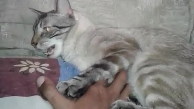 Cat laughing after getting tummy tickled