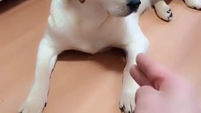 Mum Tries To Teach It's Puppy How To Die But It Fail