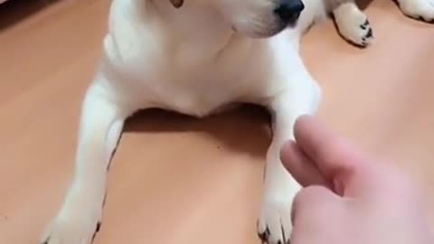 Mum Tries To Teach It's Puppy How To Die But It Fail