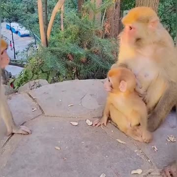 Monkey kidding with baby monkey
