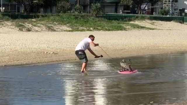 Cat Surfing