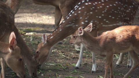 Aww Animals! awa animals video