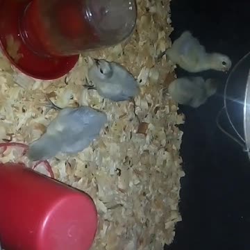 Chicks in a brooder Part 15
