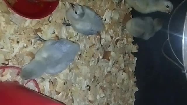 Chicks in a brooder Part 15