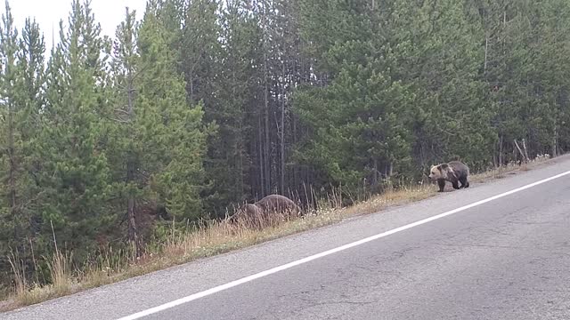 Cars Wait for Grizzly Bear and Cubs