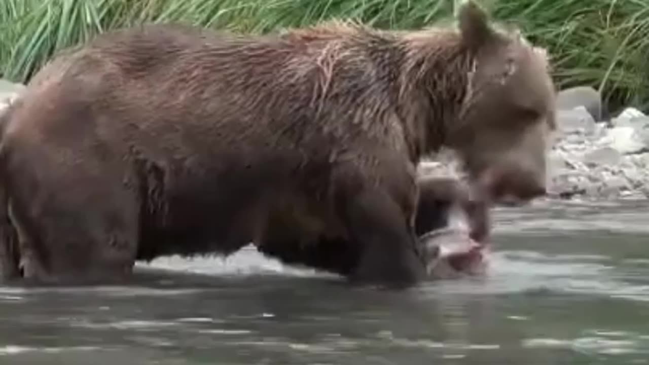 Happy Cubs & MAMA BEAR... fishing time