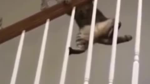 Cats helps itself