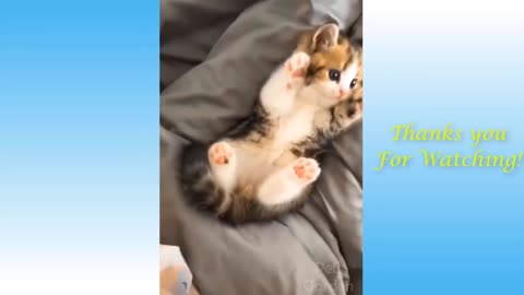 Cute and funny cat videos with owners