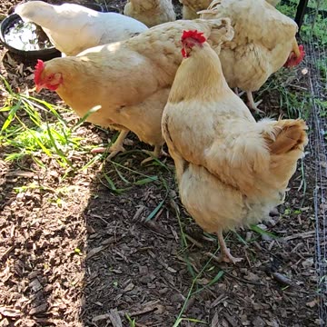 OMC! Nine EXPERT PECKERS shred grass in this masterclass of pecking!